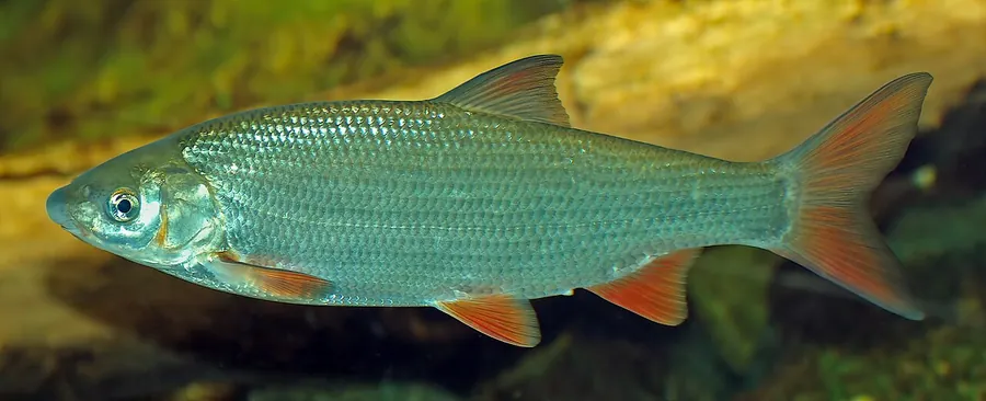 Нос (Chondrostoma nasus)