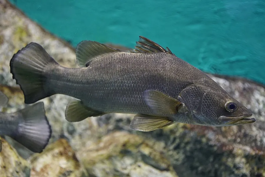 Nile Perch (Lates niloticus)