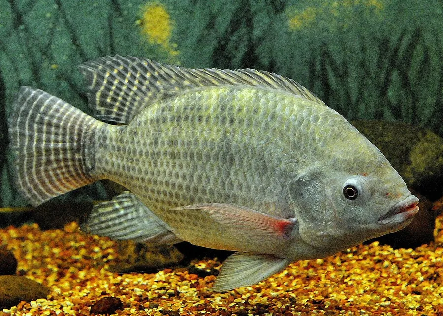 سمك البلطي النيلي (Oreochromis niloticus)