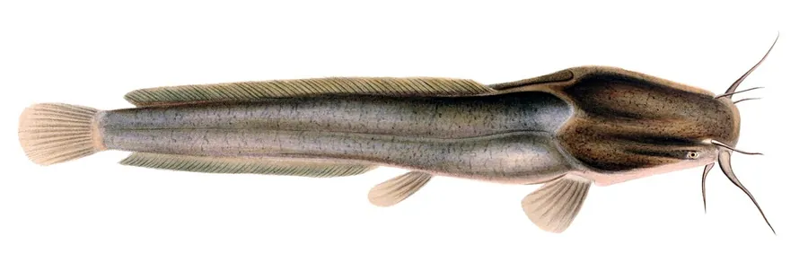 Poisson-chat d'Afrique du Nord (Clarias gariepinus)