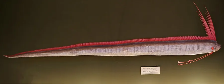 Oarfish (Regalecus glesne)