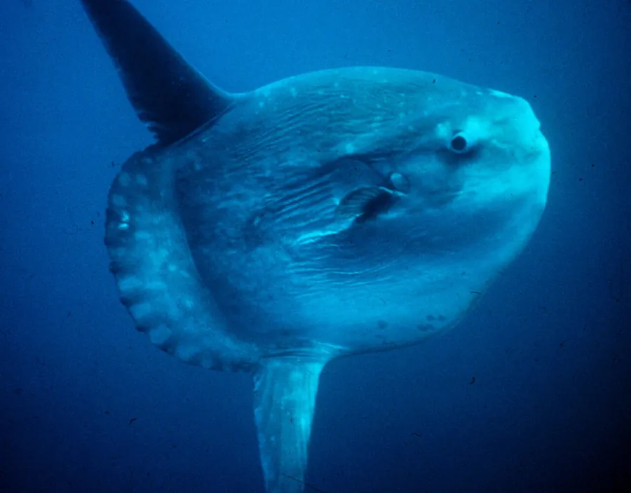 Peixe-lua (Mola mola)