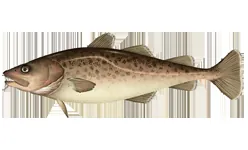 Bacalao del Pacífico (Gadus macrocephalus)