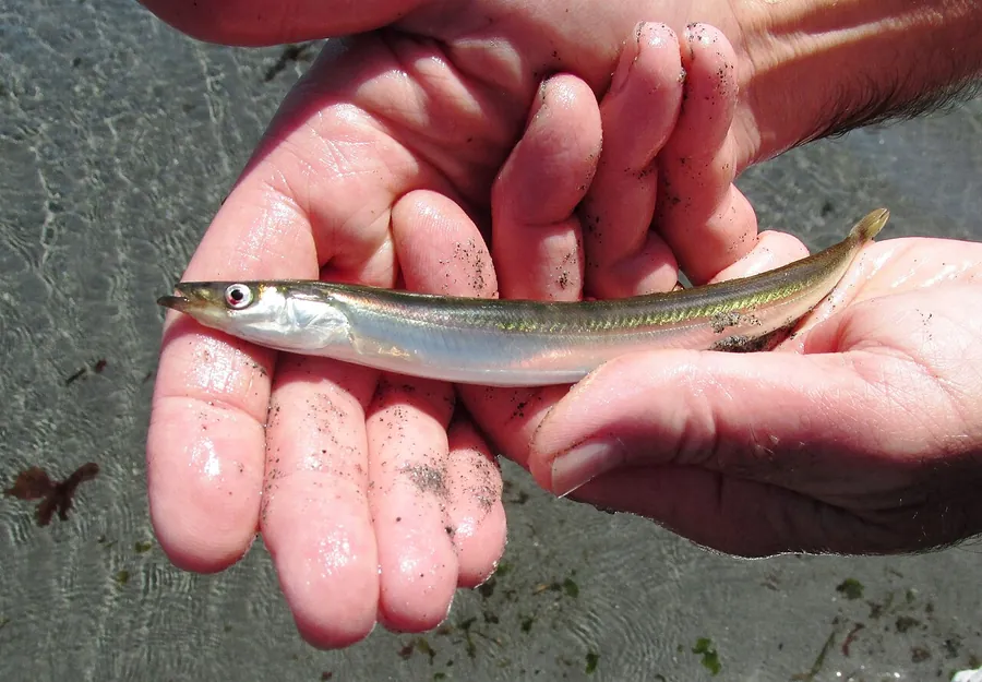 Lança-da-areia-do-pacífico (Ammodytes hexapterus)