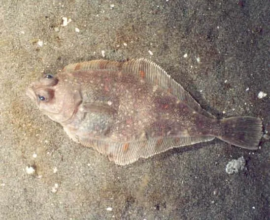 Pacific Sanddab (Citharichthys sordidus)