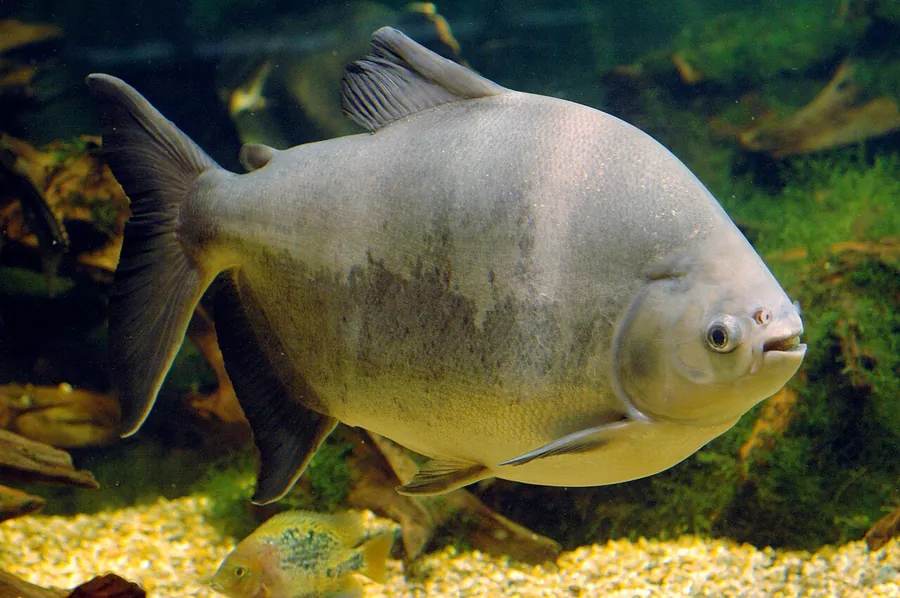 Pacú (Colossoma/Piaractus spp.)