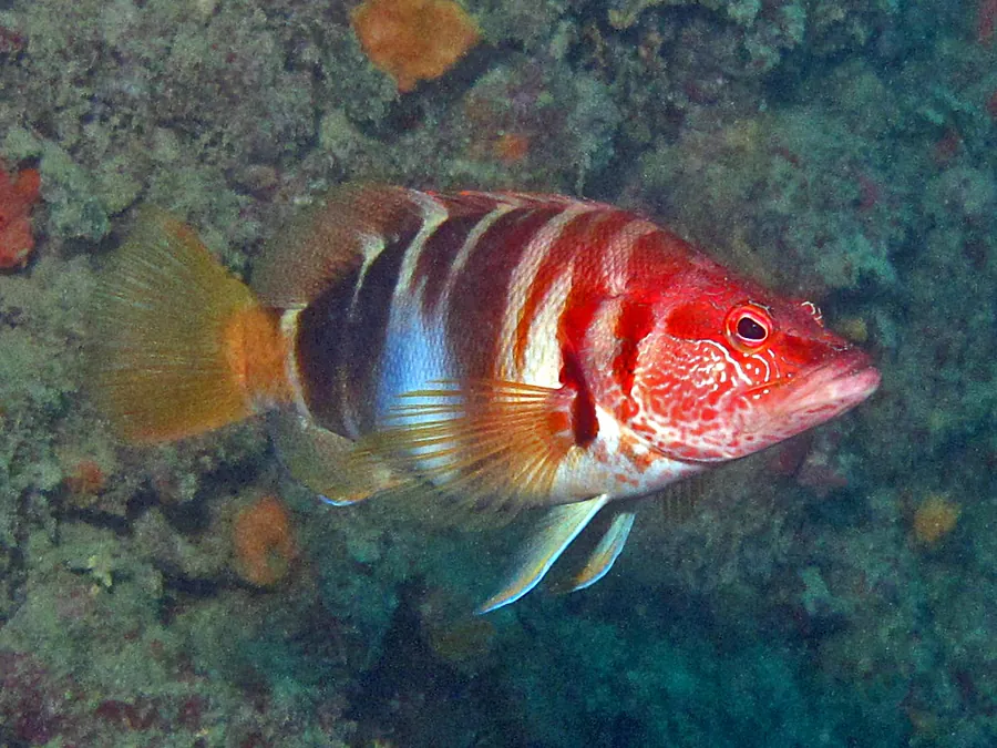 Peinador pintado (Serranus scriba)