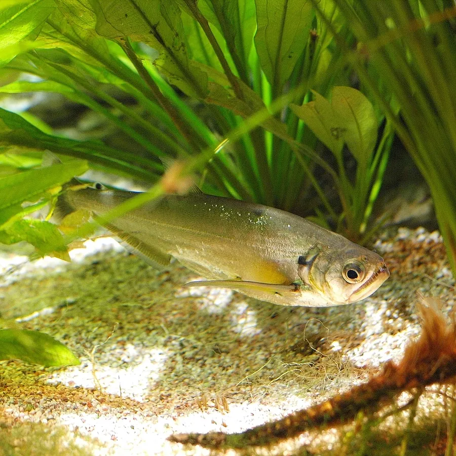 Payara (Peixe-vampiro) (Hydrolycus scomberoides)