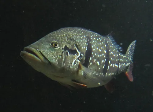 Павлиний окунь (Cichla temensis)
