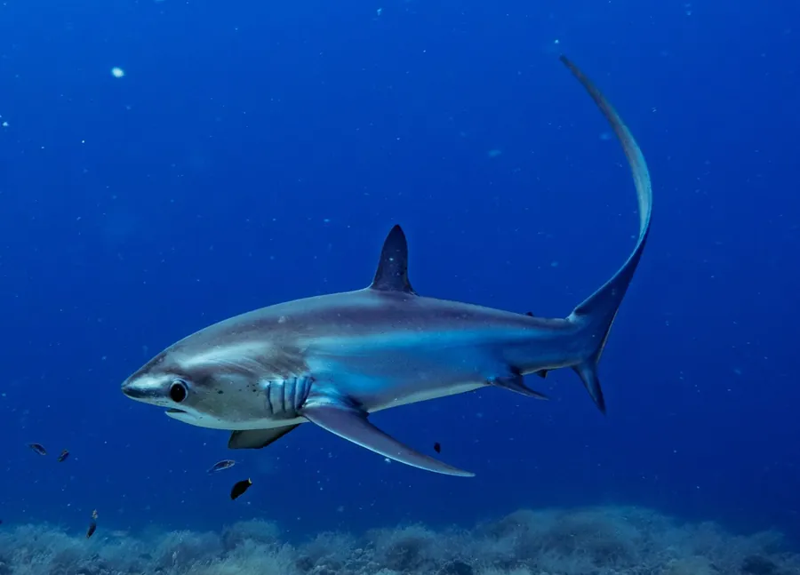 Πελαγικός αλωνιστής (Alopias pelagicus)