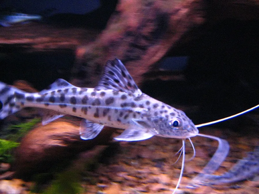Γατόψαρο Pictus (Pimelodus pictus)