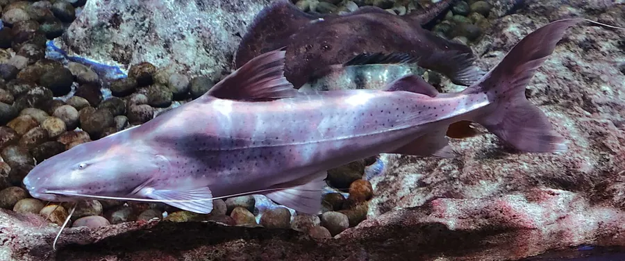 Piraíba (Lau Lau) (Βραχυπλατυστόμα νημάτιο)