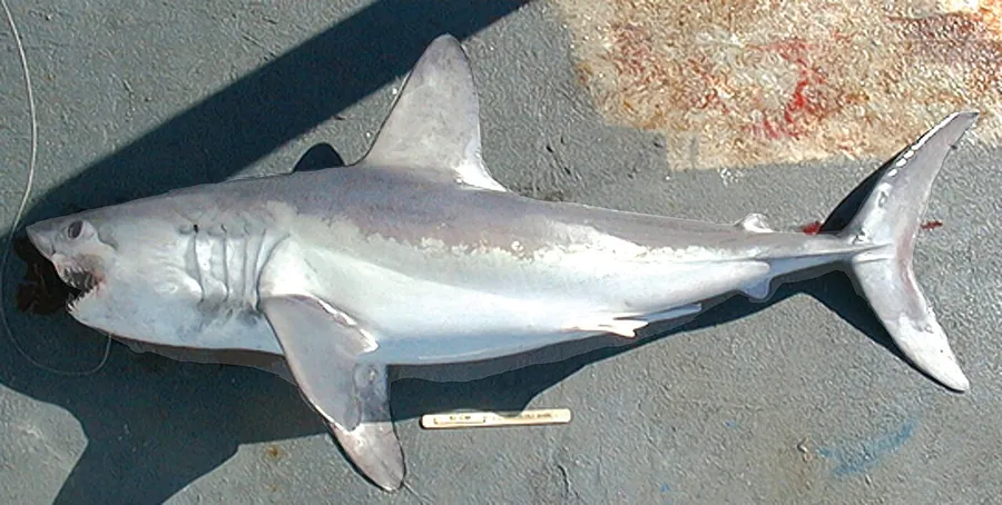 Porco-sardo (Lamna nasus)