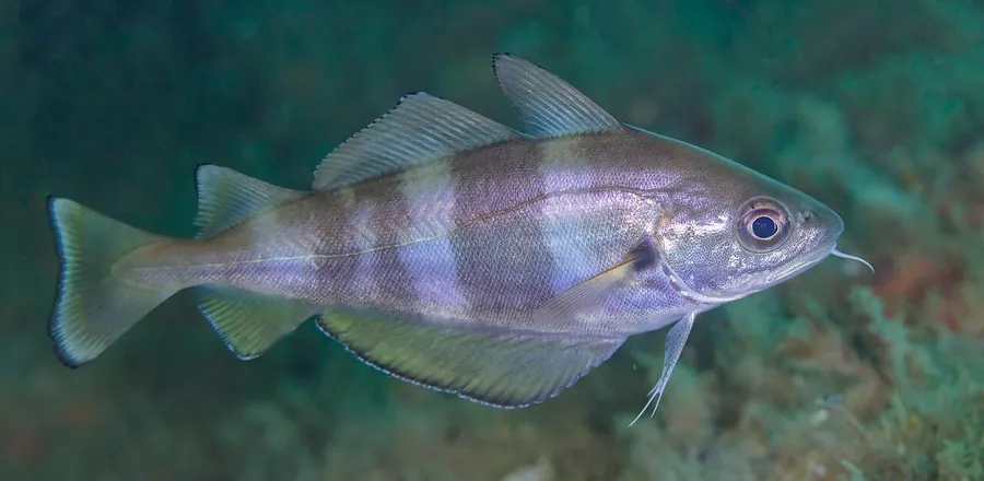 Pez buchuelo (Trisopterus luscus)