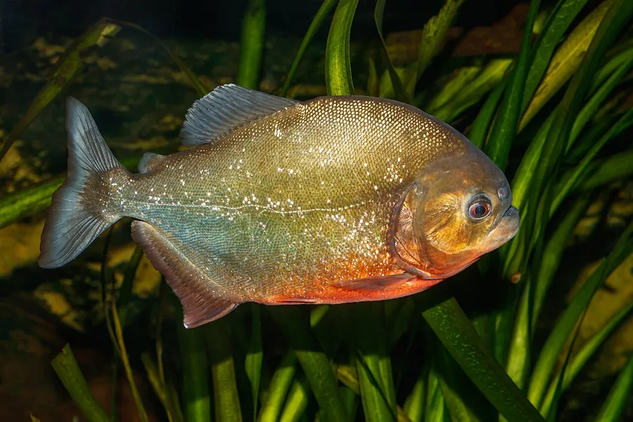 Piraña de vientre rojo (Pygocentrus nattereri)
