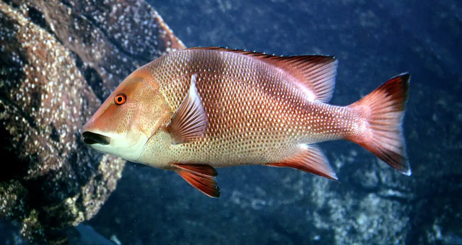 Roter Kaiser (Lutjanus sebae)
