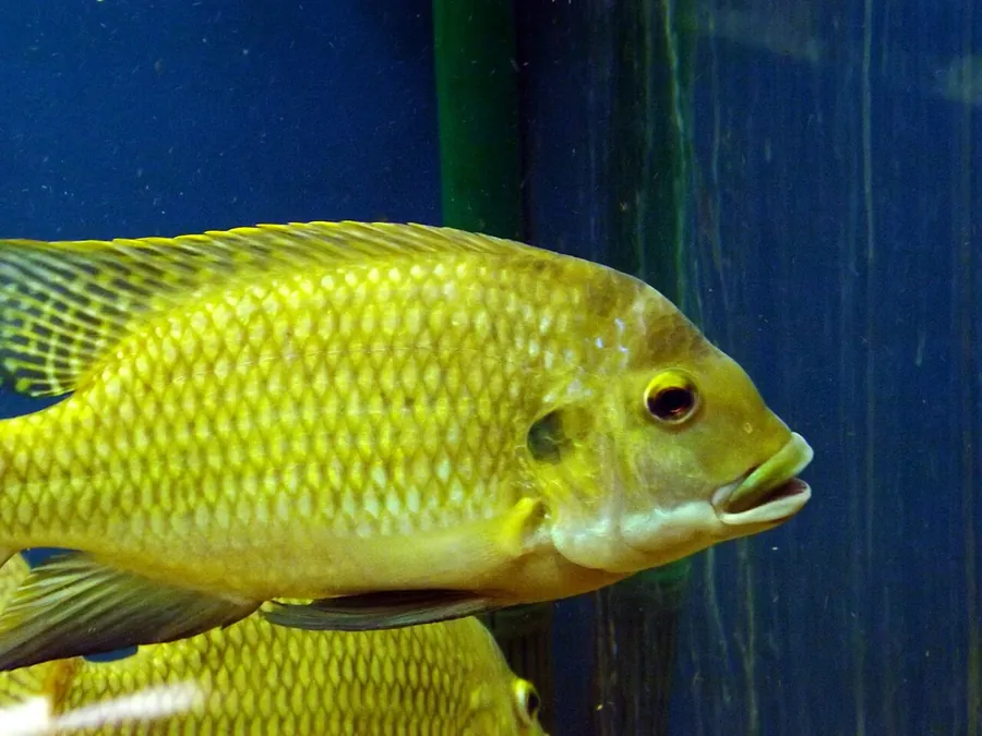 سمك البلطي أحمر البطن (Coptodon zillii)