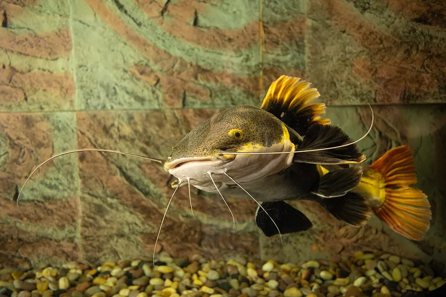 Redtail Catfish (Phractocephalus hemioliopterus)