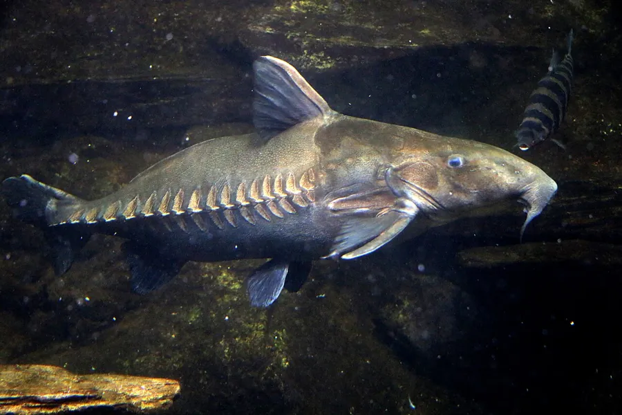 Peixe-gato Ripsaw (Oxydoras niger)