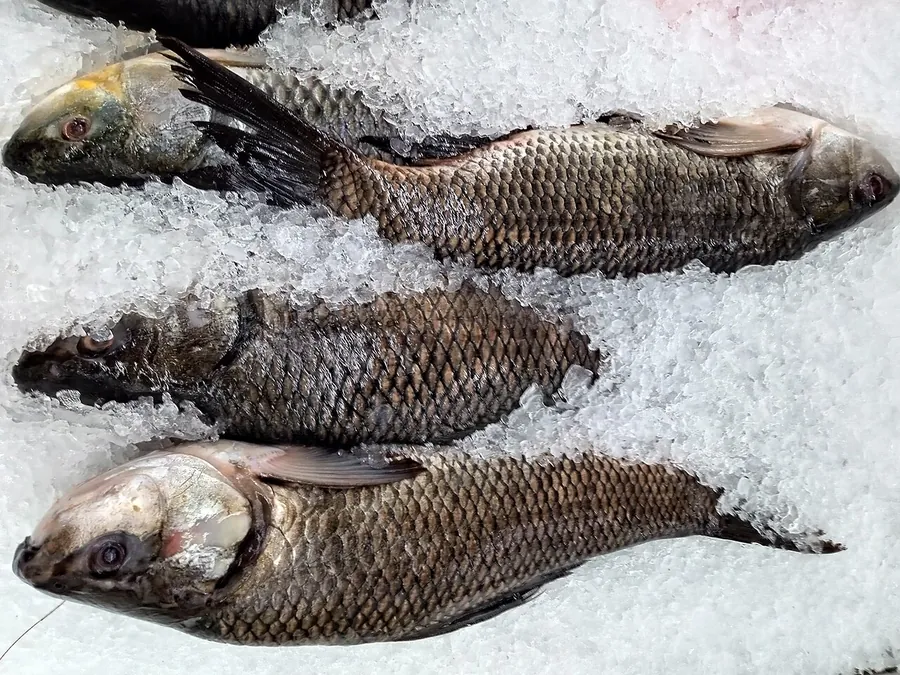 Rohu (Labeo rohita)