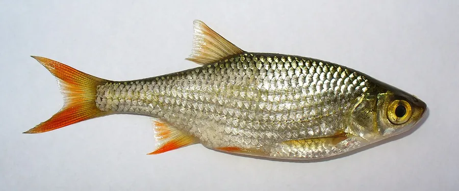 Rudd (Scardinius erythrophthalmus)