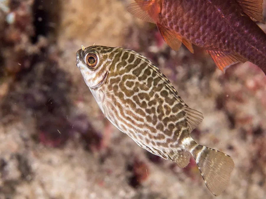 Gekritzelter Kaninchenfisch (Siganus spinus)
