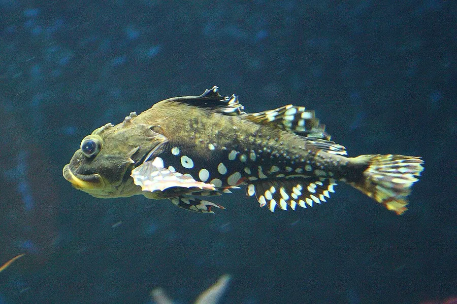Groppe (Myoxocephalus scorpius)