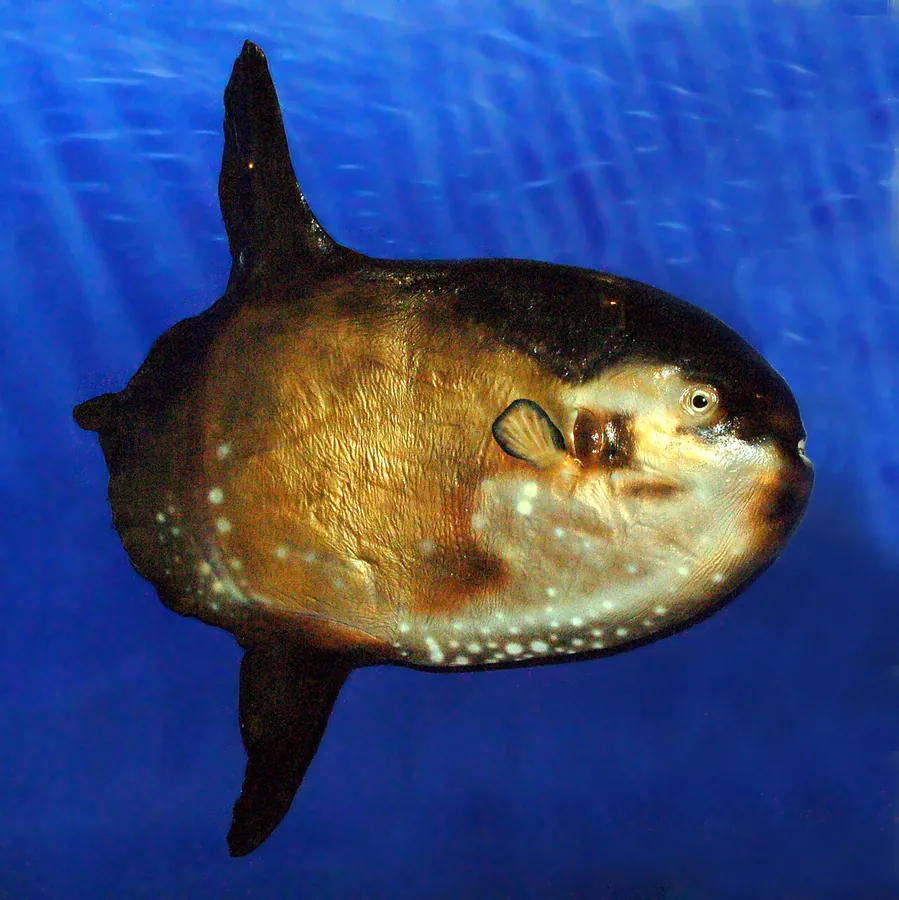 Mola-de-cauda-afiada (Masturus lanceolatus)