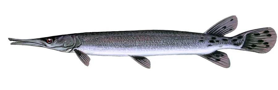 Lépisosté à museau court (Lepisosteus platostomus)
