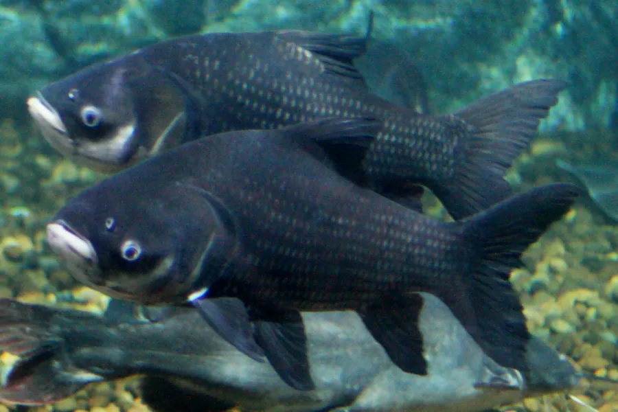 سمك الكارب السيامي (Catlocarpio siamensis)