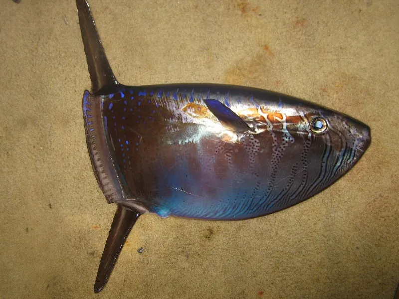 Pez luna esbelto (Ranzania laevis)