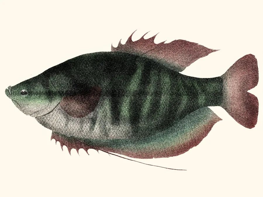 سمكة الجورامي ذات الجلد الثعباني (Trichopodus pectoralis)