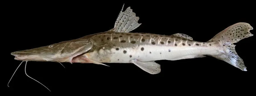 Spotted Surubim (Pseudoplatystoma corruscans)