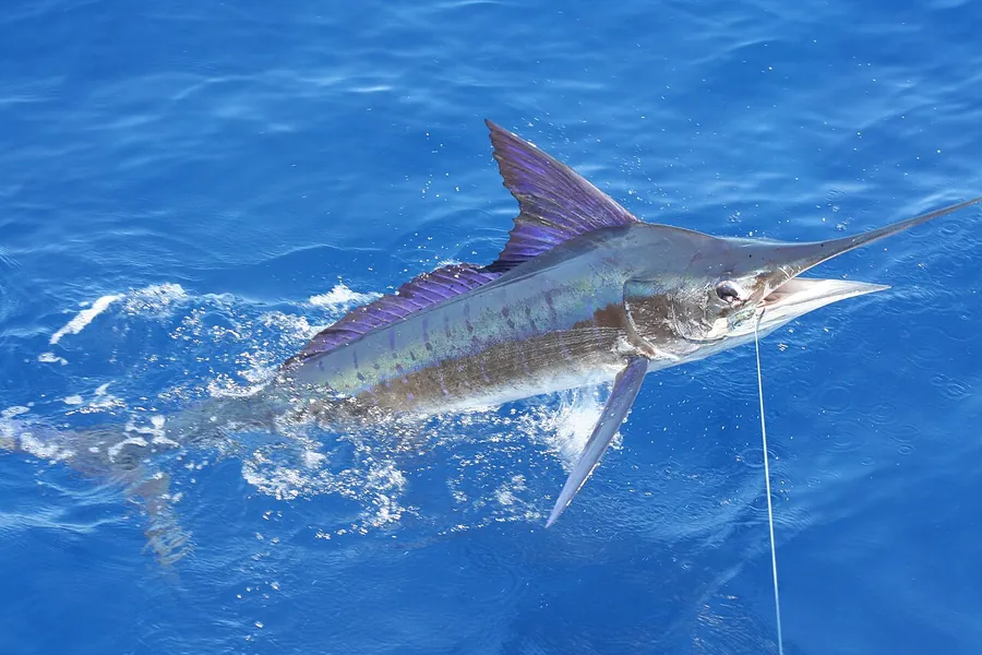 Marlin listrado (Kajikia audax)