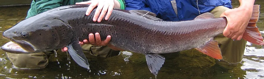 Taimen (Hucho taimen)