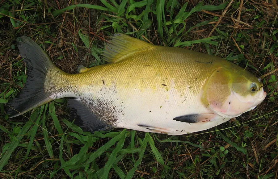 Tambaqui (Colossoma Macropomum)