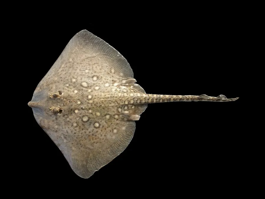 Raya espinosa (Raja clavata)