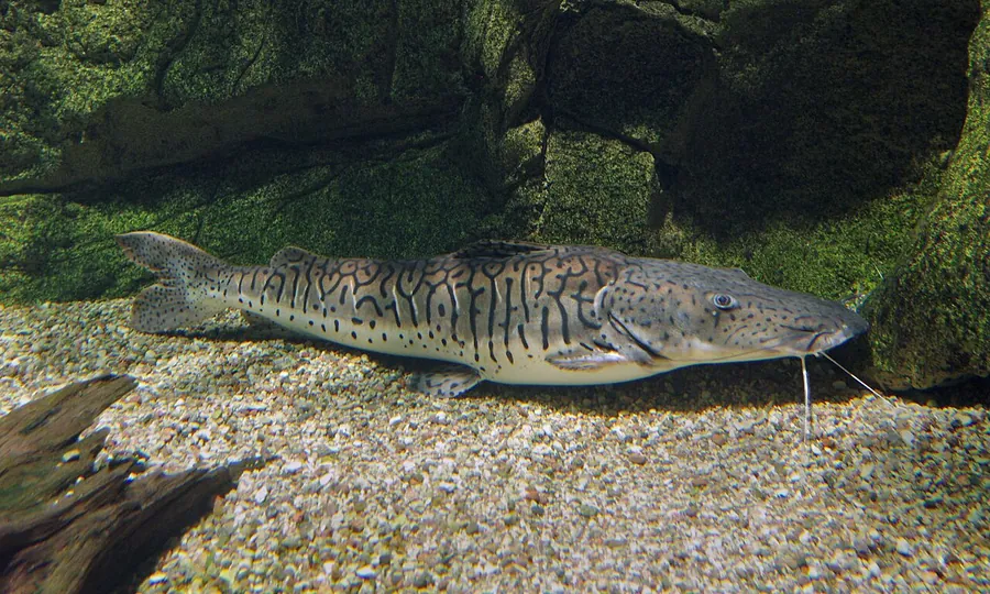 Bagre-tigre (Pseudoplatystoma fasciatum)