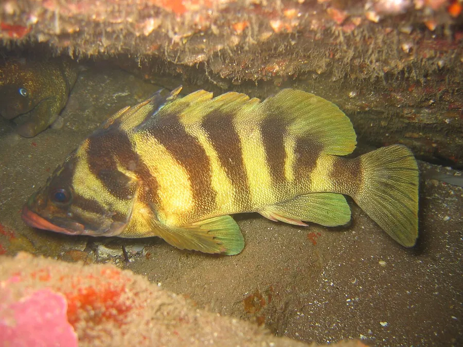 Treefish (Sebastes serriceps)