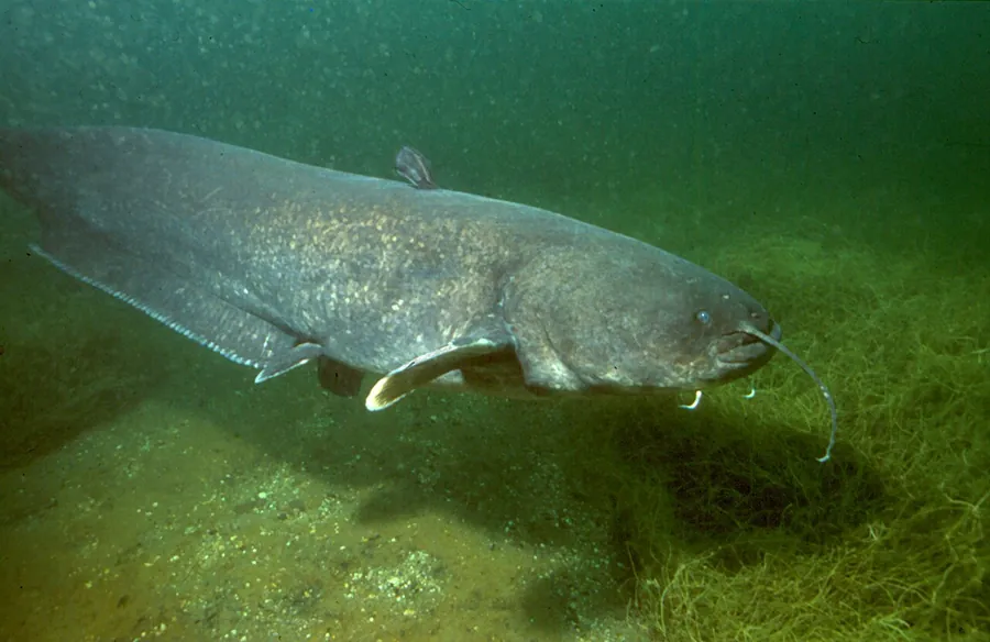 Siluro (Silurus glanis)