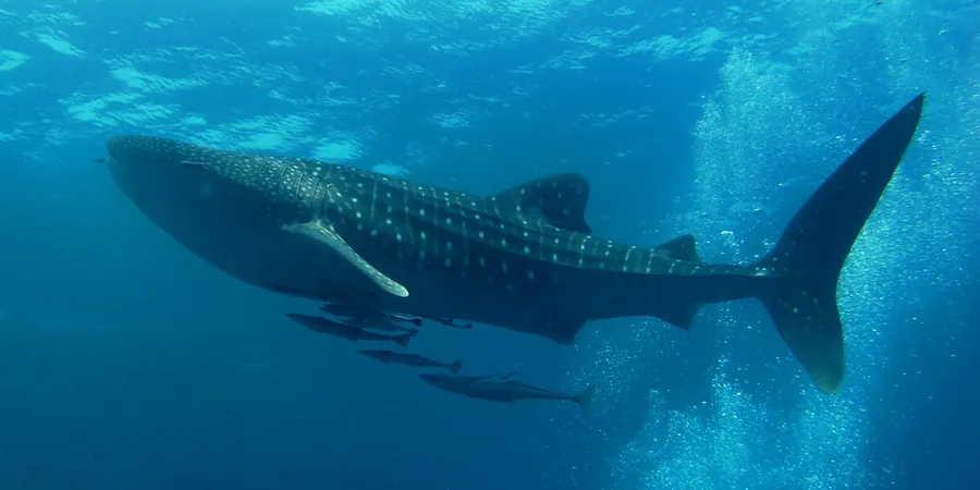 Tubarão-baleia (Rhincodon typus)
