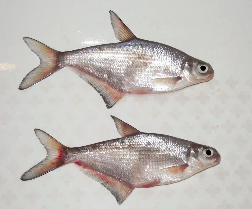 Dorada de ojos blancos (Ballerus sapa)