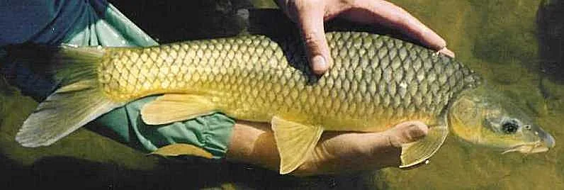 Peixe amarelo (boca pequena) (Labeobarbus aeneus)