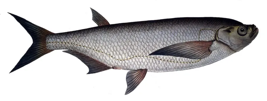 Ziège (Carpe Sabre) (Pelecus cultratus)