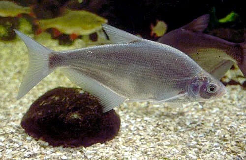 Zope (Ballerus ballerus)